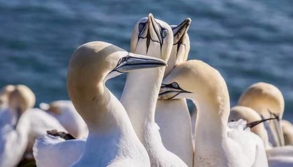 半岛·综合体育官网入口-四川单赛季双杀北京 他们或以黑马身份杀入季后赛