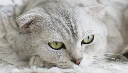 半岛·体育中国官方网-【夜读】佩莱可以走 瓦尔加留下!