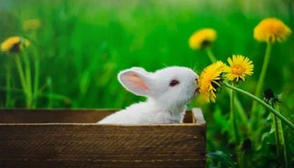 半岛·综合体育官网入口-四川单赛季双杀北京 他们或以黑马身份杀入季后赛